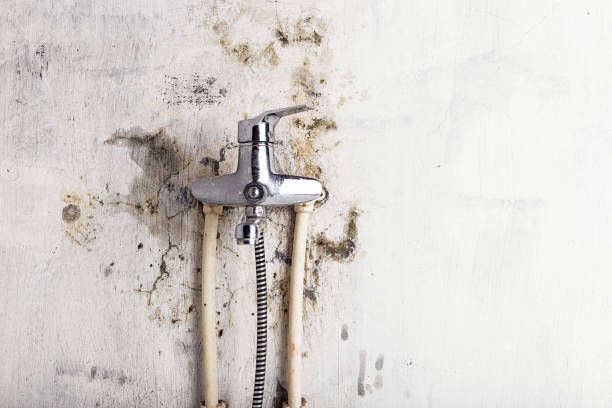 Best Black Mold Removal  in Gypsum, CO