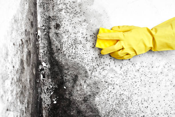Attic Mold Removal in Gypsum, CO