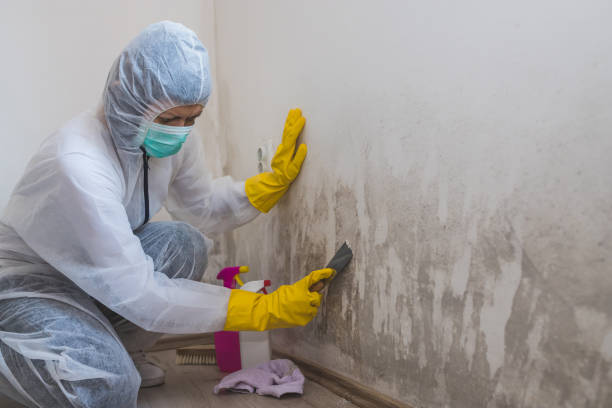 Home Mold Removal in Gypsum, CO