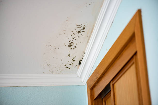 Best Commercial Mold Removal  in Gypsum, CO