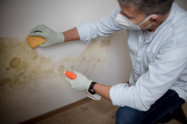 Best Local Mold Removal Service  in Gypsum, CO