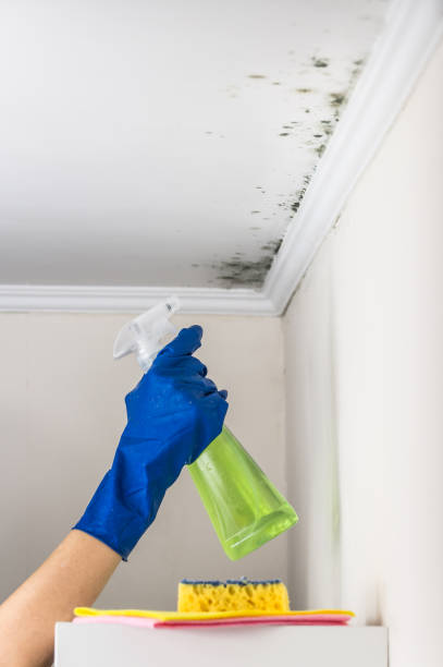 Best Affordable Mold Removal  in Gypsum, CO