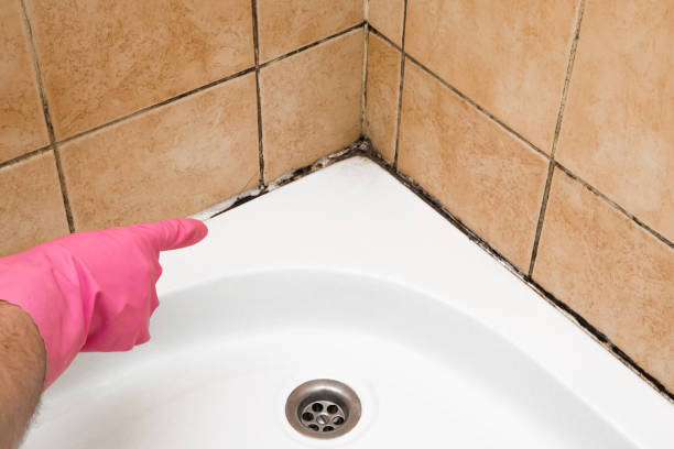 Best Mold Cleaning Services  in Gypsum, CO